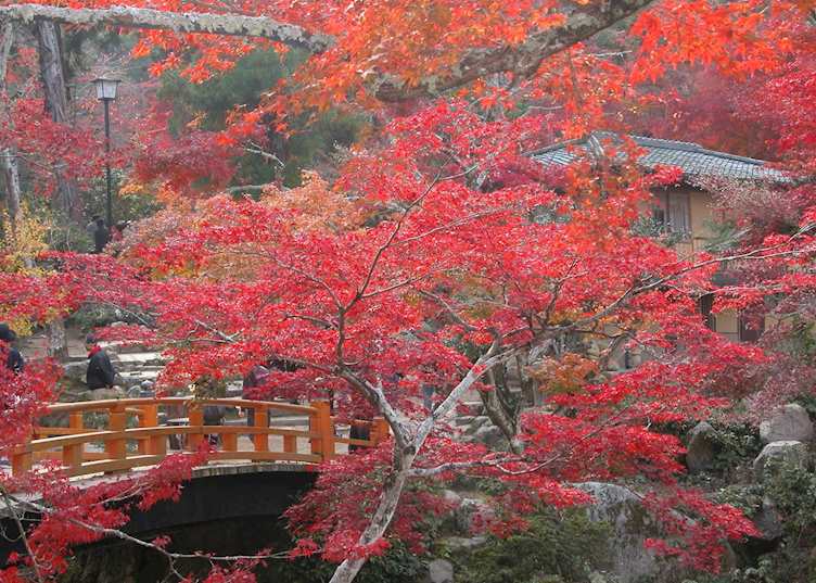 Momiji leaves, Miyajima island