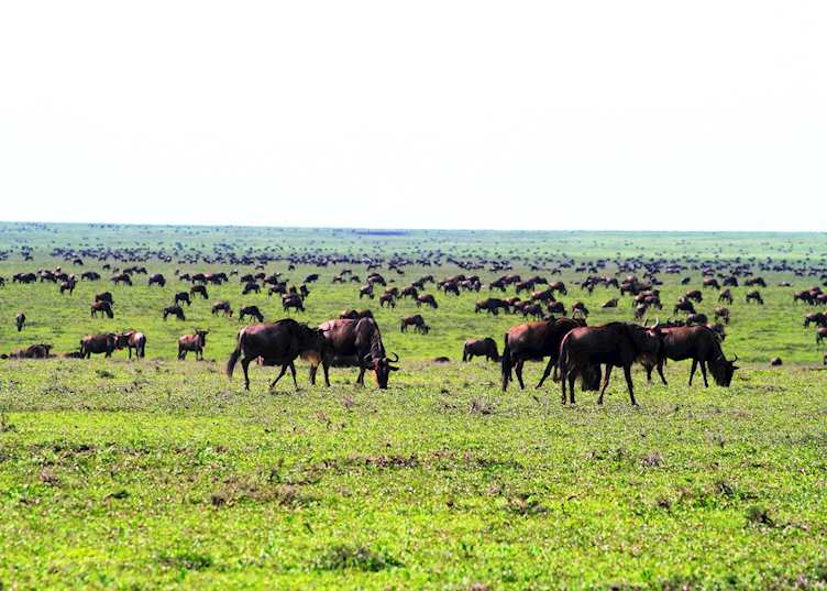 Viewing the migration herds from Ubuntu Mobile Camp, Serengeti National Park