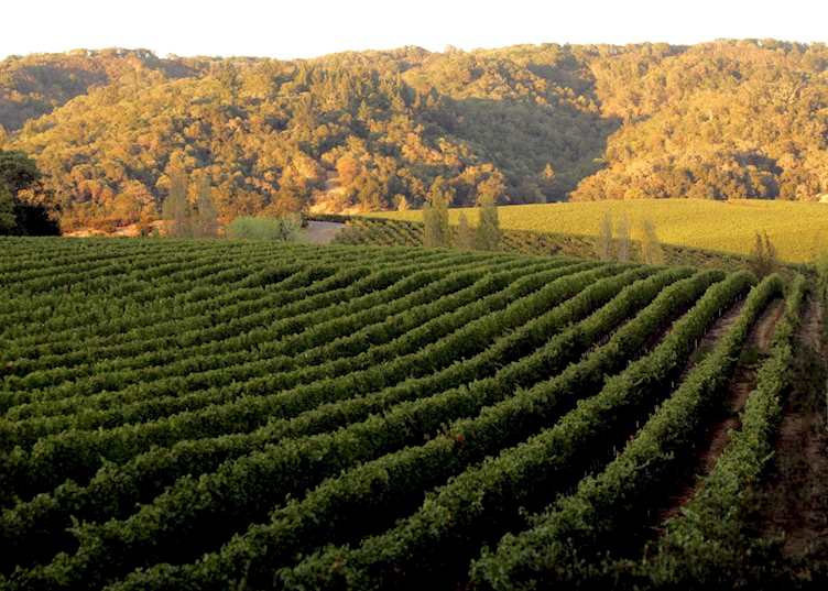 Vineyards in the Sonoma Hills