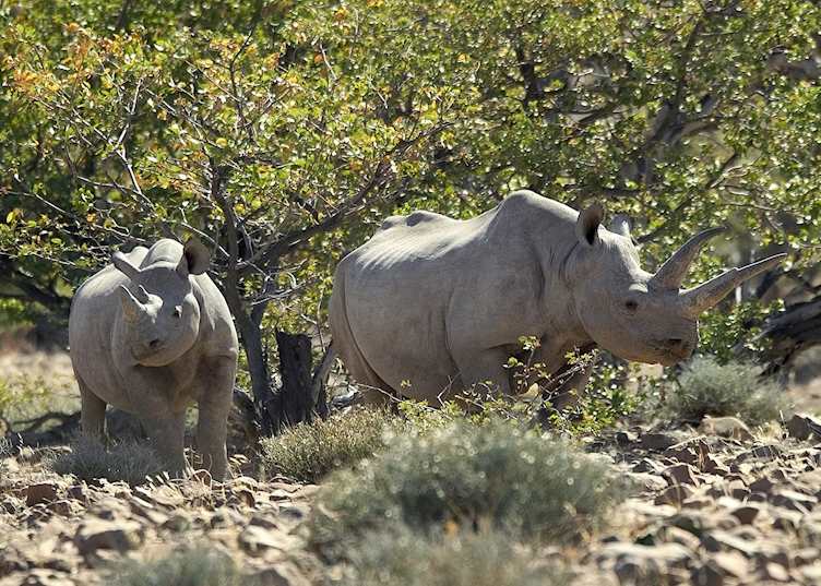 Black rhino, Damaraland