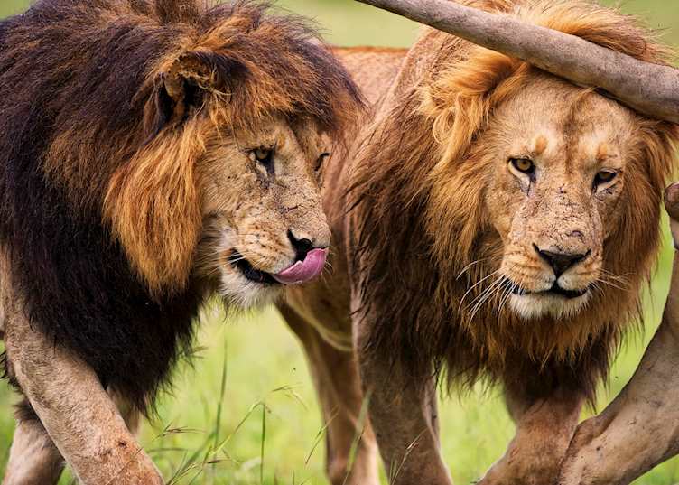Lion in the Masai Mara