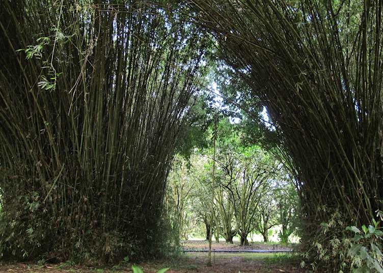 CATIE Agricultural Research Station, Turrialba