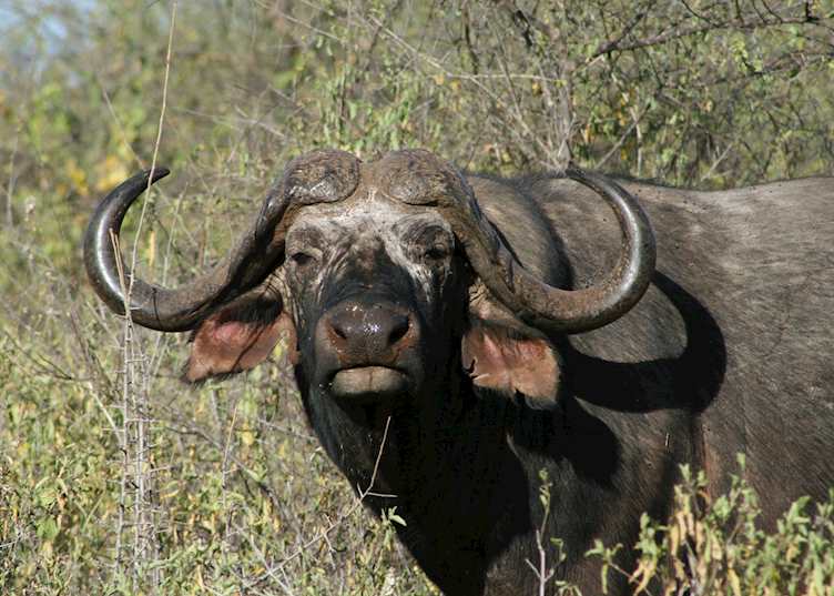 Buffalo, Sosian Ranch