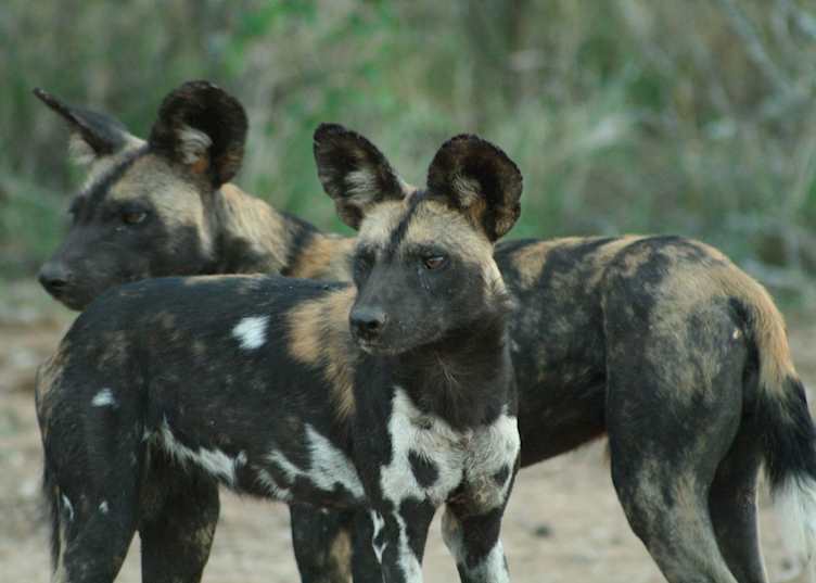 Wild dogs, Sosian Ranch