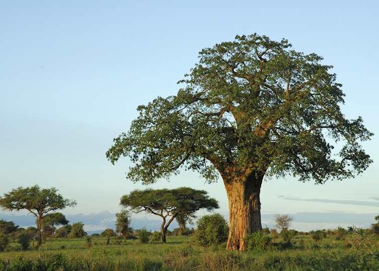 Baobab tree, Tarangire National Park, Tanzania