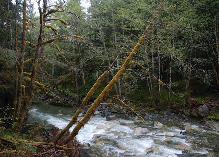 Rainforest, Bella Coola