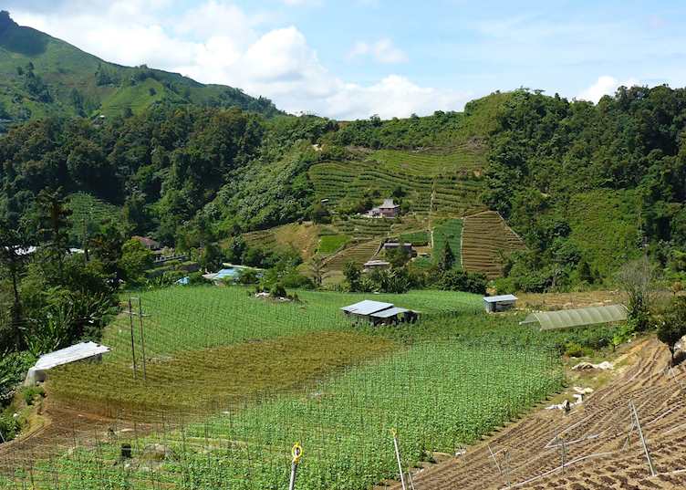 Farm scenery in the Cameron Highlands, Malaysia