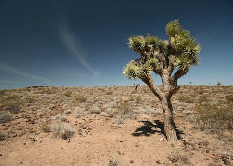 Joshua Tree, Death Valley National Park