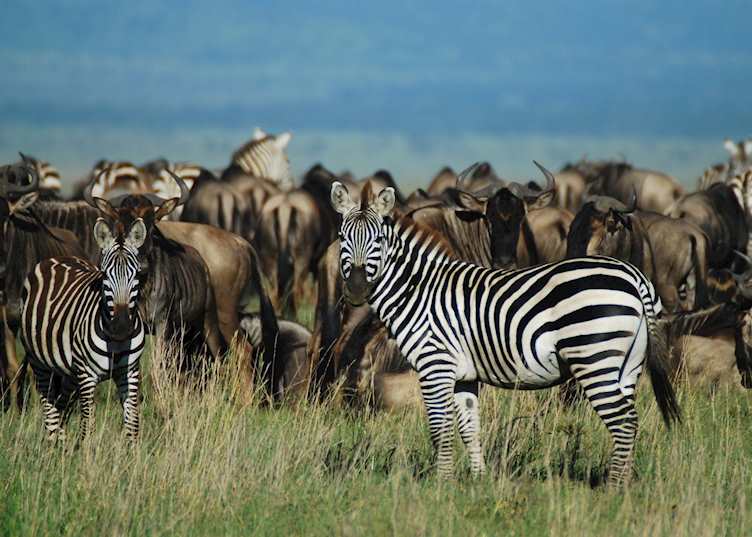 Migration herds, Serengeti National Park, Tanzania
