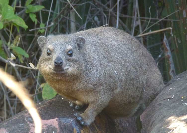 Rock hyrax seen at the Waterberg Plateau, Namibia