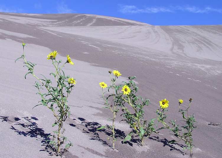 Flowers in Great Sand Dunes National Park, near Alamosa