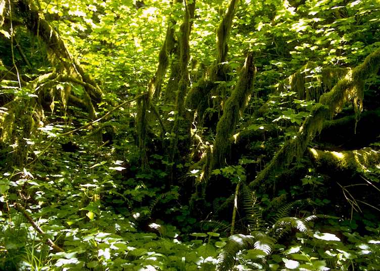 Temperate rainforests of Olympic National Park