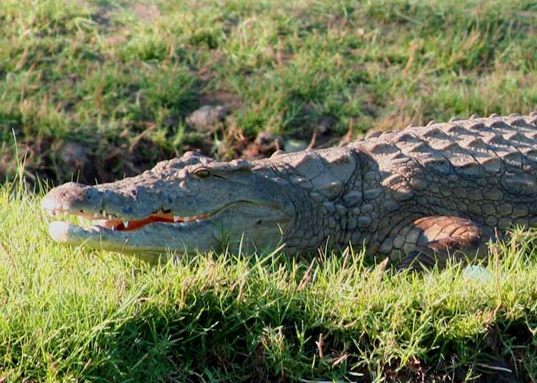 Crocodile in the Lower Zambezi National Park