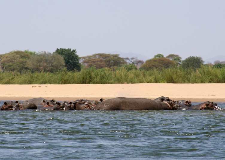 Hippos in the Lower Zambezi National Park