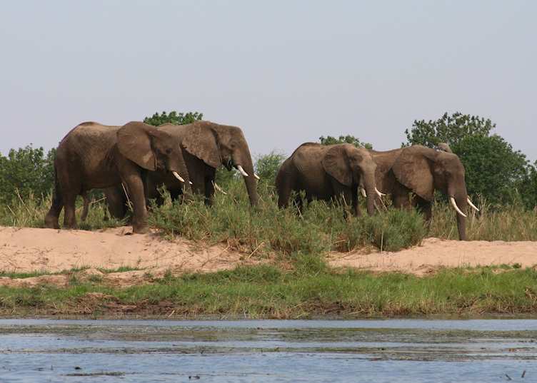 Lower Zambezi National Park, Zambia