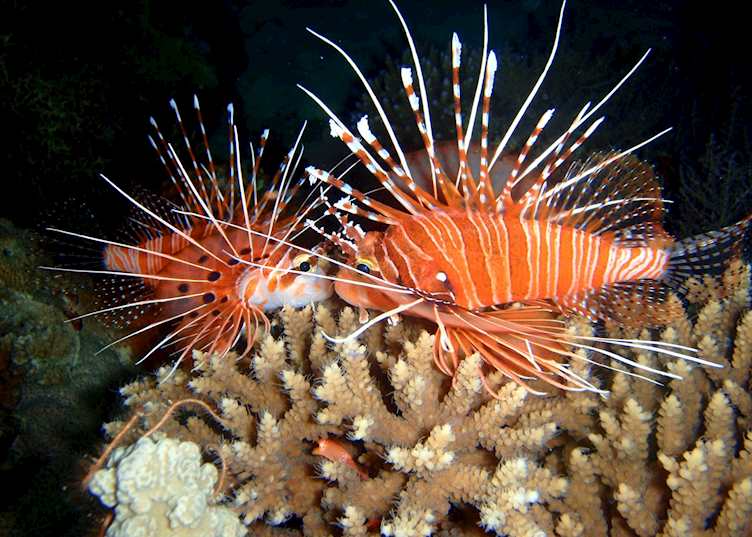 Lion fish pair, Pemba Island