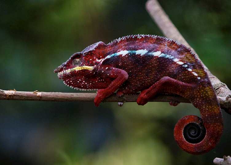 Chameleon in Manafiafy, Madagascar
