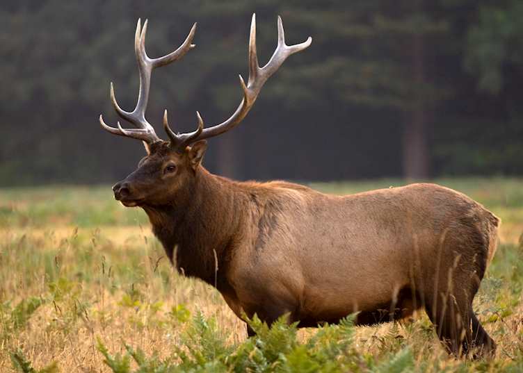 Bull elk, Redwood National Park, northern California