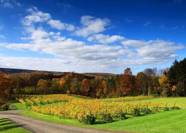 Vineyards near Ithaca, New York State