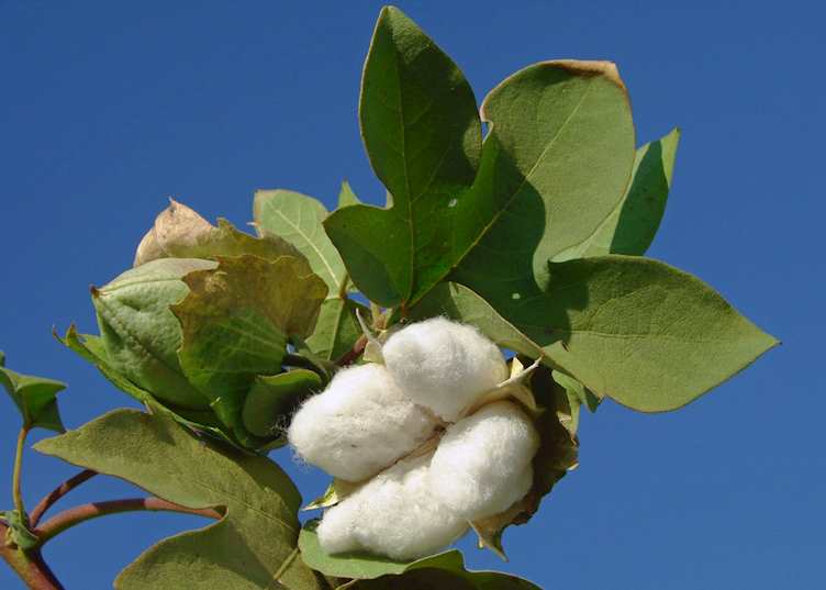 Cotton plant, Mississippi