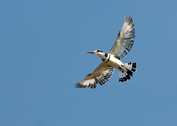 Pied kingfisher at Cape Maclear, Malawi