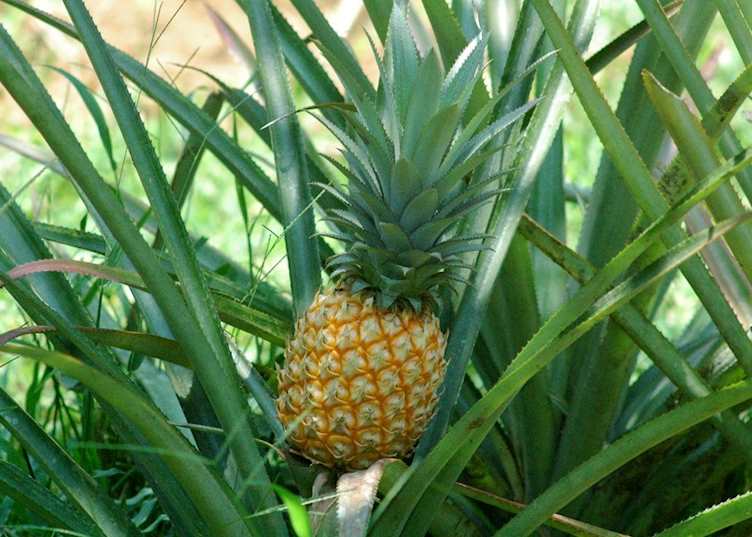 Pineapple, Dewalokam Homestay, Kodikulam