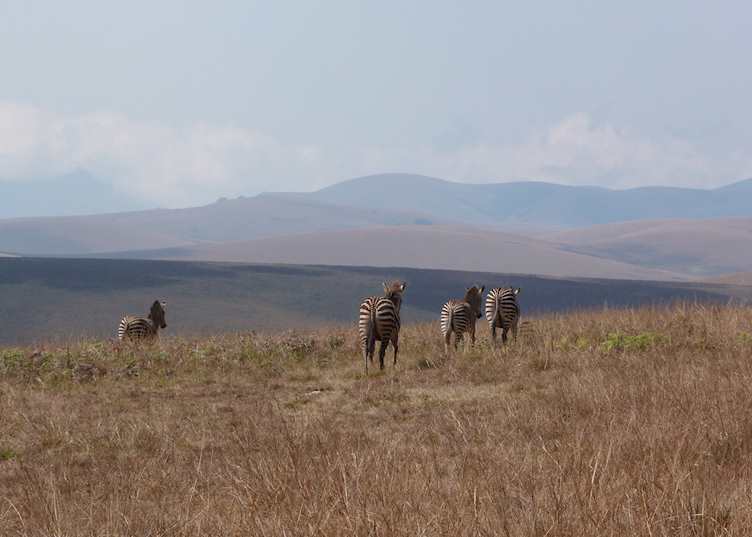 Nyika Plateau, Malawi