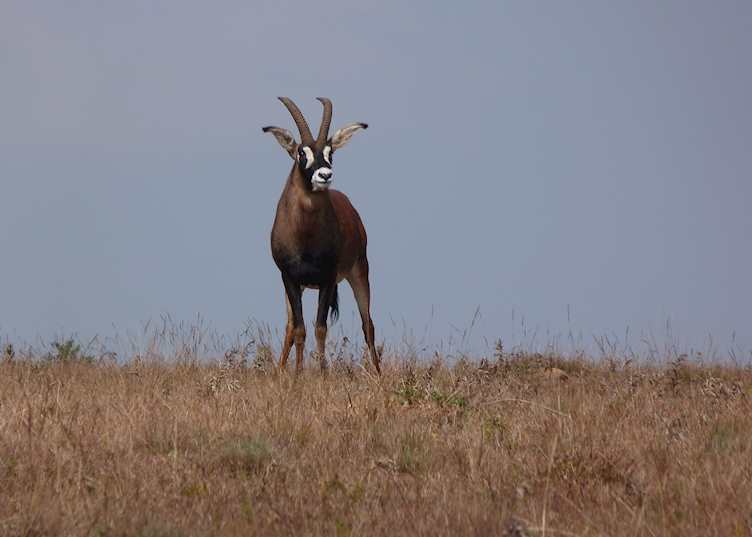 Nyika Plateau, Malawi