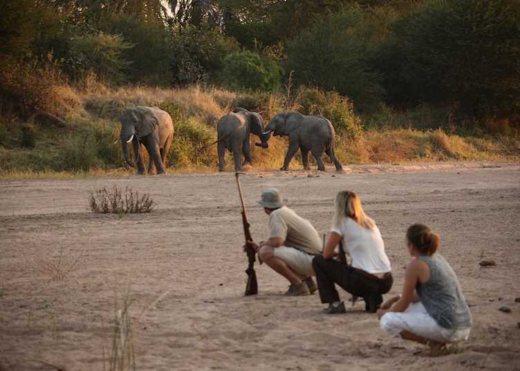 Walking from Jongomero Camp, Ruaha National Park