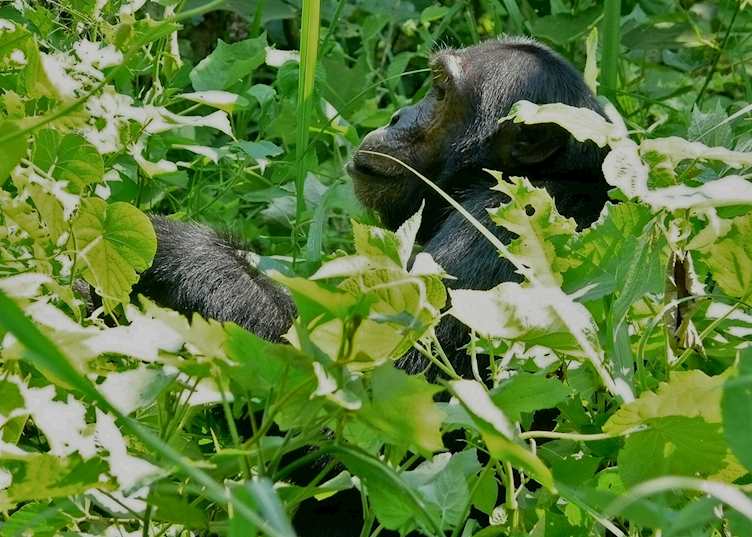 Chimpanzee on Rubondo Island, Lake Victoria
