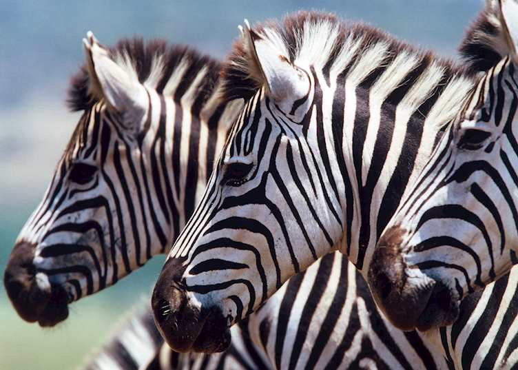 Zebras, Chobe National Park