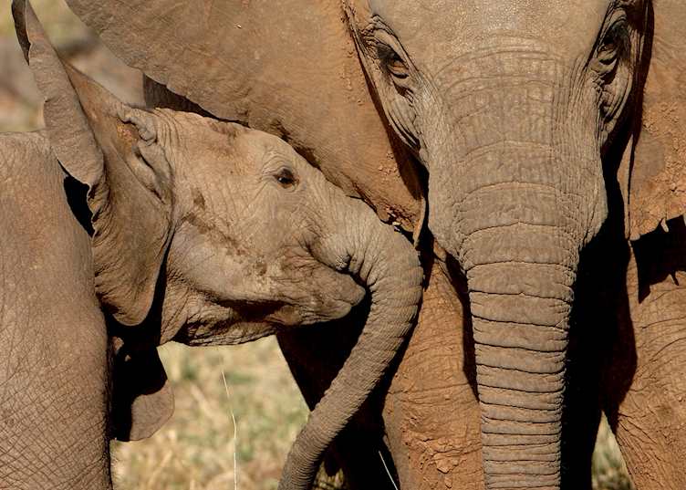 Elephants in Chobe National Park
