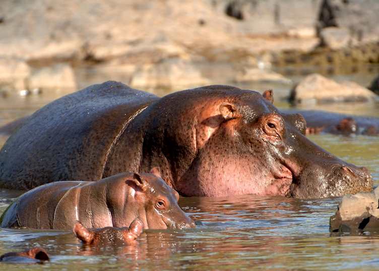 Hippo and youngster, Chobe National Park