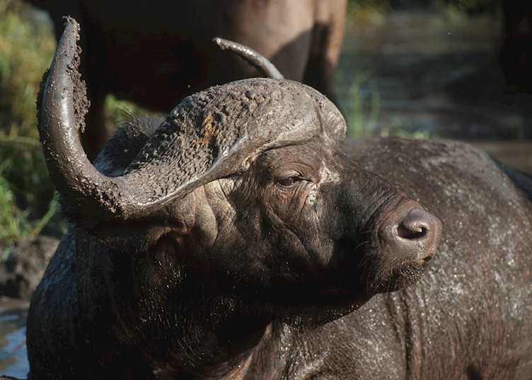 Buffalo, Xudum concession