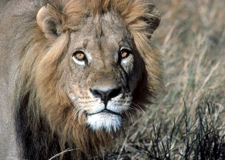 Lion, Xudum Concession