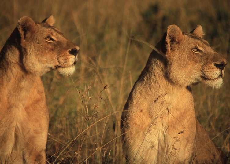 Lionesses, Xudum Concession