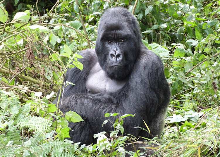 Gorilla, Volcanoes National Park