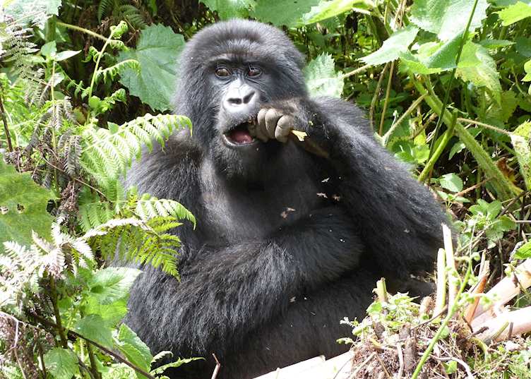 Gorilla, Volcanoes National Park