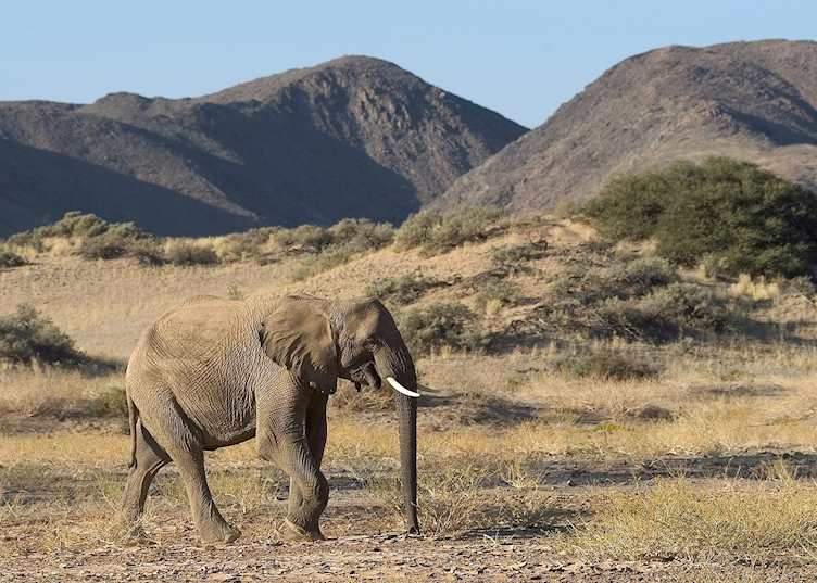 Desert elephant, Namibia
