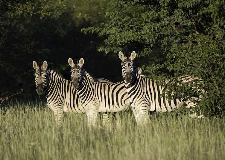 Zebra in Etosha in the green season, Namibia