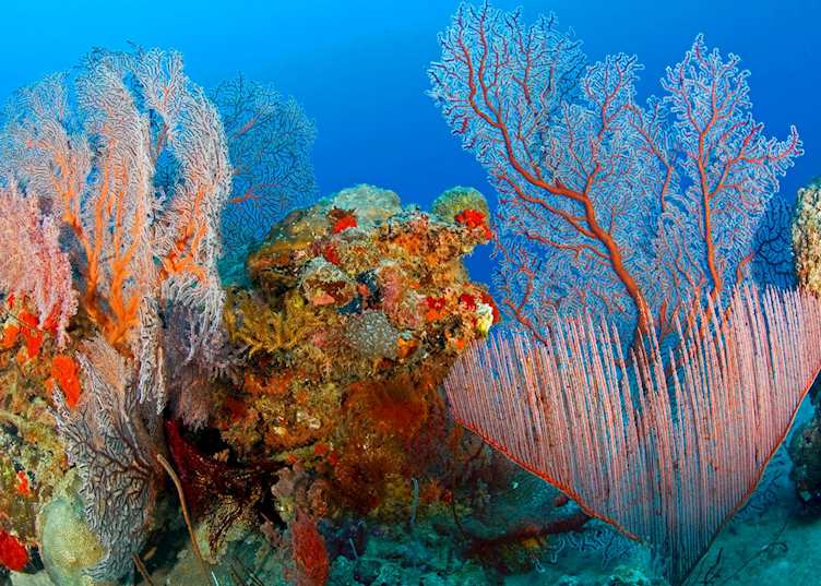 Pulau Menyawakan Underwater