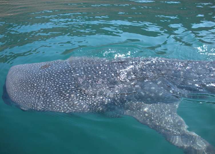 Whale-shark, Baja