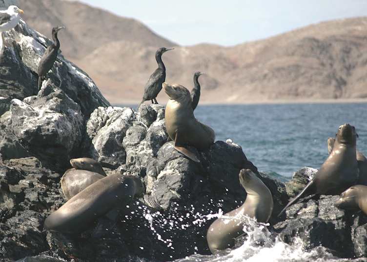 Los Islotes, Espíritu Santo