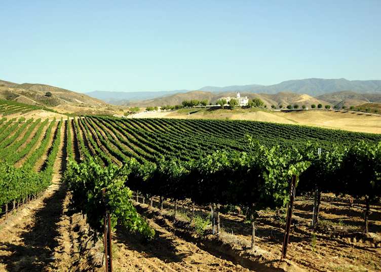 Vineyard in the Barossa Valley