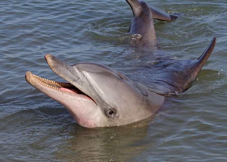 Dolphin, Monkey Mia