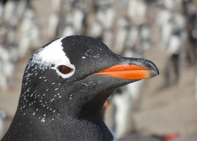 Northern Gentoo penguin