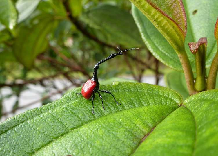 Giraffe-necked weevil