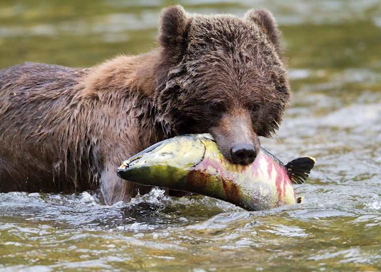 Bear with salmon near Great Bear Lodge