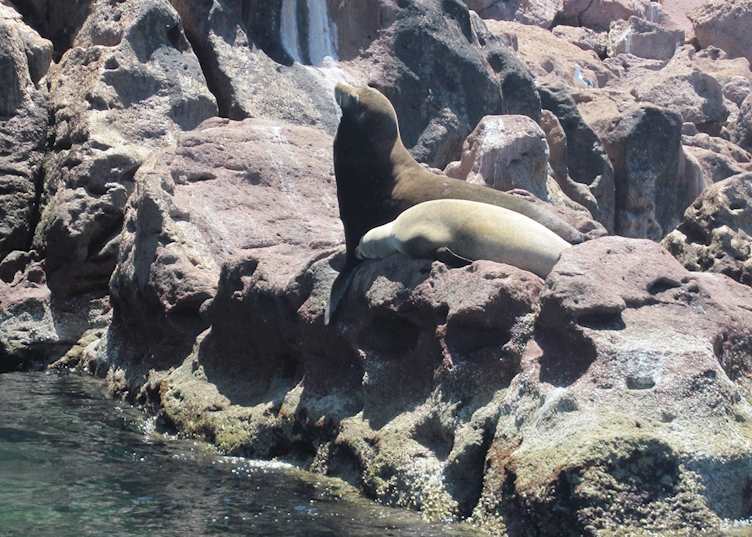 Sea Lions, Espíritu Santo tour