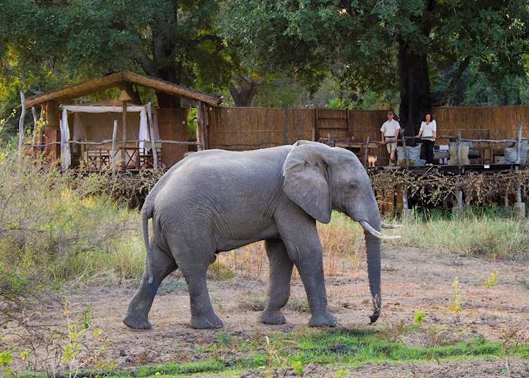 Jackalberry Tree House at Flatdogs Camp, South Luangwa National Park